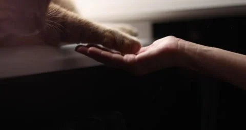 Gentle interaction between a human hand and a cat's paw Stock Footage 339068788