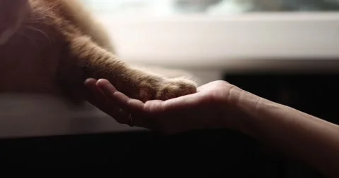 Gentle interaction between human hand and fluffy cat paw in soft light Stock Footage 339068859