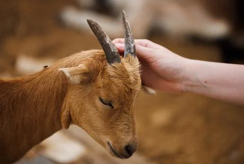 Gentle Interaction With Farm Animals in a Rustic Russian Setting During a S.. Stock Photos
