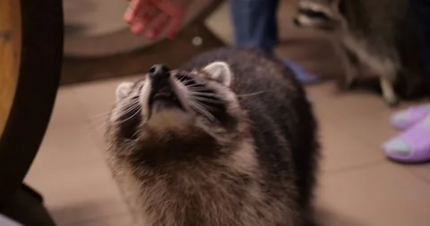 Gentle interaction with friendly raccoons inside wildlife sanctuary, showcasing Stock Footage 313595099