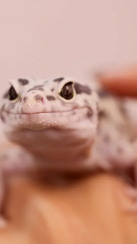 Gentle Interaction with a Leopard Gecko Stock Footage 311032882