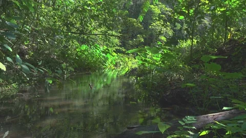 A Gentle Jungle Stream Stock-Footage 154435074
