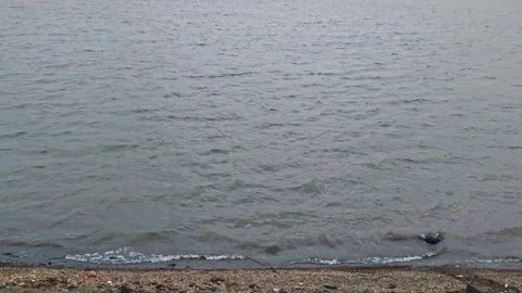 Gentle Lake Waves Reaching Pebbled Shoreline Stock Footage 328509826
