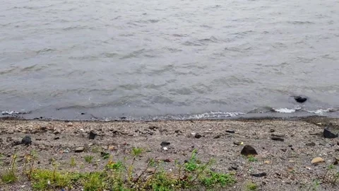 Gentle Lake Waves Reaching Pebbled Shoreline Stock Footage 328509849