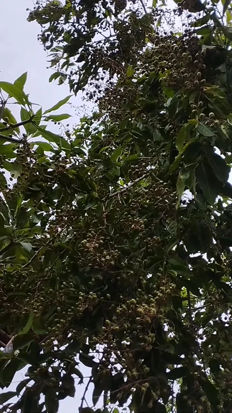 Gentle Leaf Movement on Tree Branches Under Natural Daylight Stock Footage 228806018