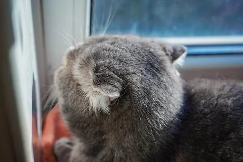 The gentle light emphasizes the texture of its fur. The peaceful ambiance a.. Stock Photos