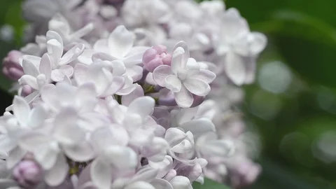 Gentle light flower of lilac in a spring garden Stock Footage 89668113