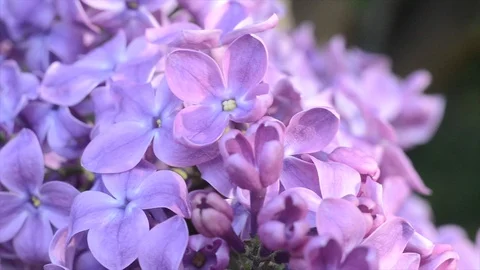 Gentle light flower of lilac in a spring garden Stock Footage 89669291