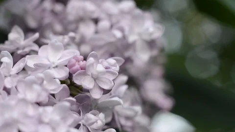 Gentle light flower of lilac in a spring garden Stock Footage 89800105