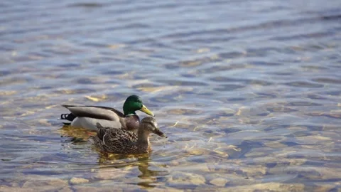 Gentle Mallard Pair Dances on Shimmering Lake Waters Stock Footage 332849739