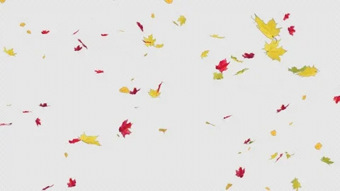 Gentle Maple Leaves Falling Alpha Clip Stock Footage 313660793