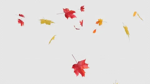 Gentle Maple Leaves Falling Alpha Clip Stock Footage 314410376