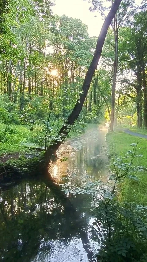 Gentle mist on a tranquil forest stream in the early morning light Stock Footage 313677271