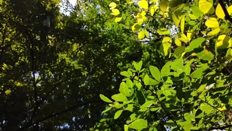 Gentle motion of lush green leaf  swaying on tree branches during summer time. Stock Footage 329087582