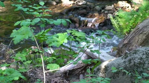 Gentle Mountain Stream in CA Video stock 10742399