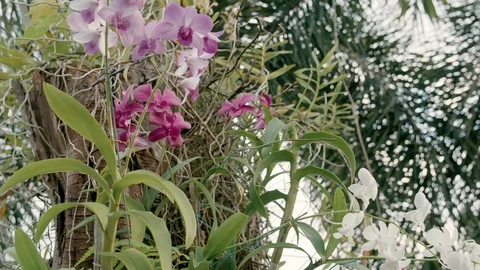 Gentle movement around Orchids in front of Palmtrees in Thailand Stock Footage 127051802