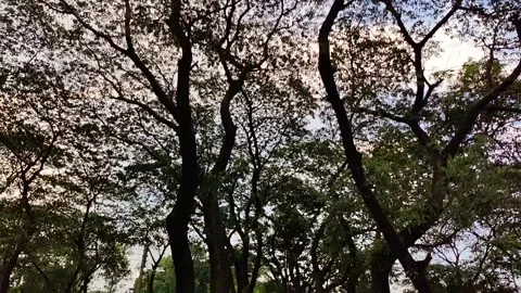 Gentle movement on a close-up of a tree branch and leaves, forming a lush, .. Stock Footage 324904482