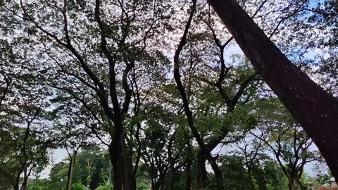 Gentle movement on a close-up of a tree branch and leaves, forming a lush, .. Stock Footage 324904494