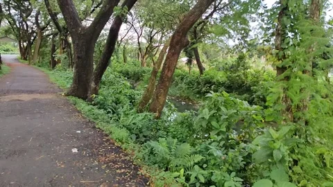 Gentle movement on a close-up of a tree branch and leaves, forming a lush, .. Stock Footage 324904516