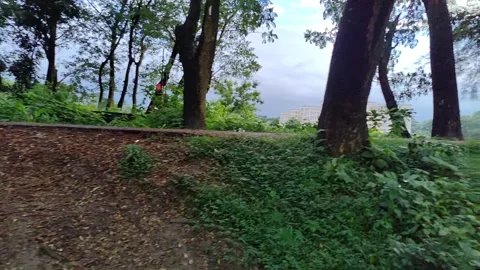 Gentle movement on a close-up of a tree branch and leaves, forming a lush, .. Stock Footage 324904559