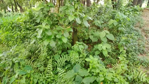 Gentle movement on a close-up of a tree branch and leaves, forming a lush, .. Stock Footage 324904567