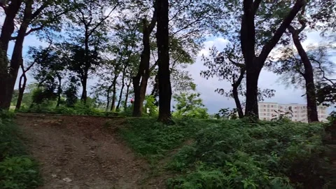 Gentle movement on a close-up of a tree branch and leaves, forming a lush, .. Stock Footage 324904602