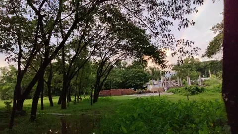 Gentle movement on a close-up of a tree branch and leaves, forming a lush, .. Stock Footage 324904612