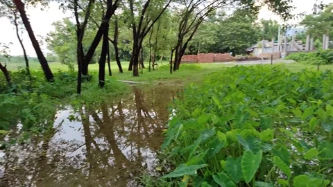Gentle movement on a close-up of a tree branch and leaves, forming a lush, .. Stock Footage 324904620