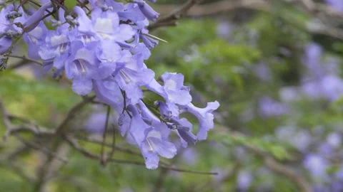 Gentle movement of jacaranda flowers creating a calm spring atmosphere. Suitable Stock Footage 335652842