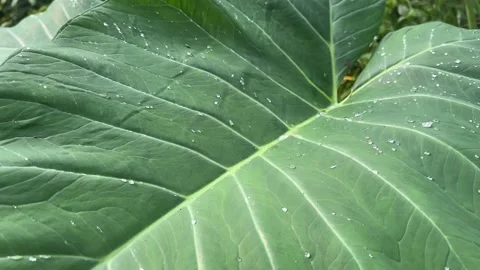 Gentle Movement of Large Tropical Leaf with Water Droplets Stock Footage 274765116