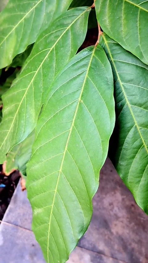 Gentle movement of the leaves. Stock-Footage 322557175