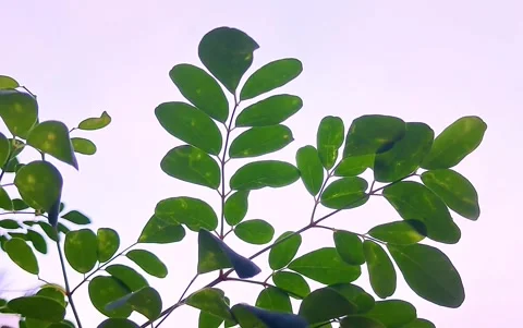 Gentle movement of moringa leaves Stock-Footage 332358382