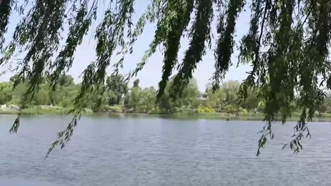 Gentle Movement of willow tree by the lake Vídeos de archivo 315315583
