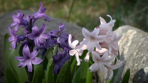 Gentle multicolored hyacinths Stock Footage 107827301