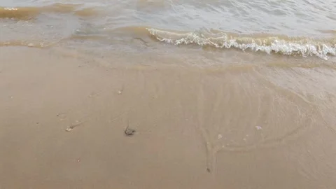 Gentle murky brown waves lapping onto wet smooth sandy beach shoreline Stock-Footage 347459200