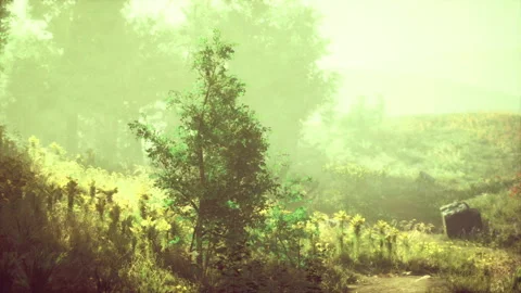 Gentle natural setting featuring soft moss and dappled light Stock Footage 331398332