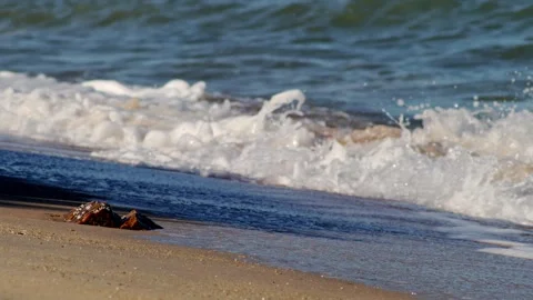 Gentle Ocean Wave Rolling Onto Sandy Beach Stock Footage 341652485