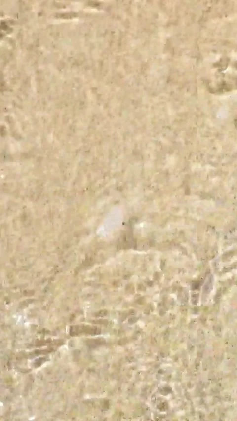 Gentle ocean wave washes over a single seashell resting on the fine golden sand Stock Footage 344838535