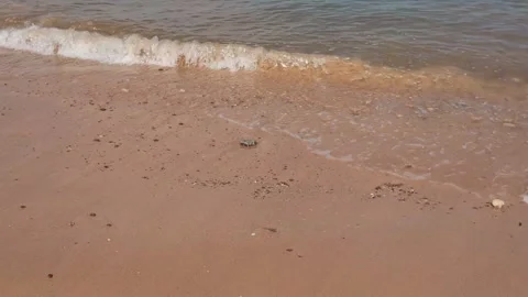 Gentle Ocean Waves Washing Over Sandy Beach Shore Close Up Video stock 341324314