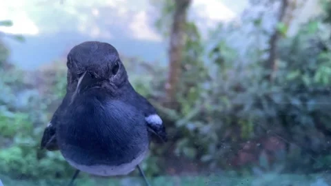 Gentle Oriental Magpie-Robin at a Window with Soft Green Background Stock Footage 344143106