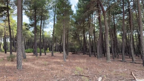 Gentle panning shot through a sunlit pine forest Vídeos de archivo 344146973