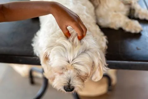 Gentle Petting Stock Photos