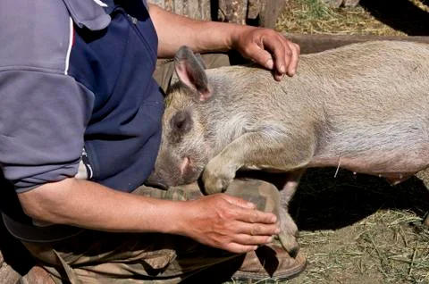 Gentle pig. Stock Photos
