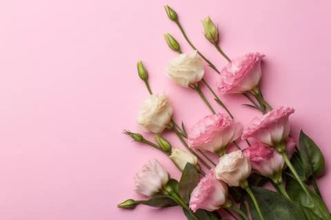 Gentle pink eustoma flowers. Stock Photos