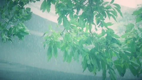 Gentle pouring rain falling on lush green tree leaves in a peaceful garden Stock-Footage 342326185