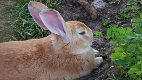 Gentle Rabbit Resting in a Garden Video stock 318447635