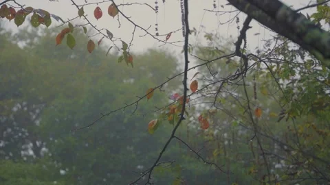 Gentle rain falling on autumn branches in a foggy Nikko forest 動画素材 344010624