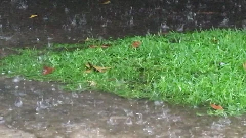 Gentle Rain Falling on Grass and Ground Stock Footage 307902023