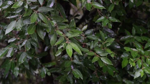 Gentle Rain Falling on Green Oak Leaves - 4K Nature Video Stock-Footage 310707965