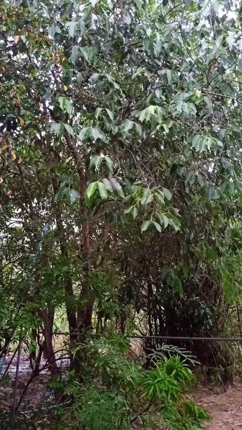 Gentle rain falling on green tropical trees in a lush garden 스톡 동영상 333025648